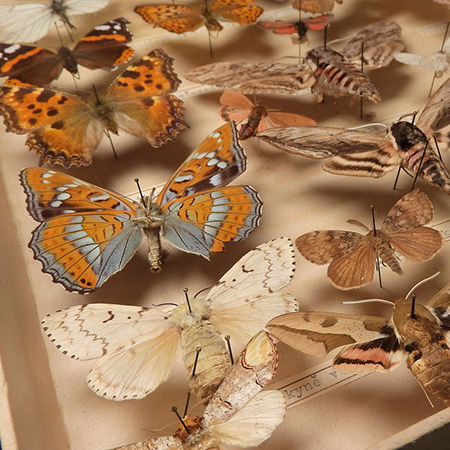 Collection de papillons dans un cadre en bois, entomologie