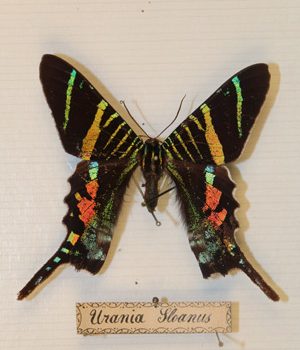 Urania sloanus